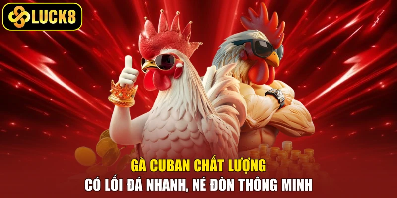 Gà Cuban chất lượng có lối đá nhanh, né đòn thông minh