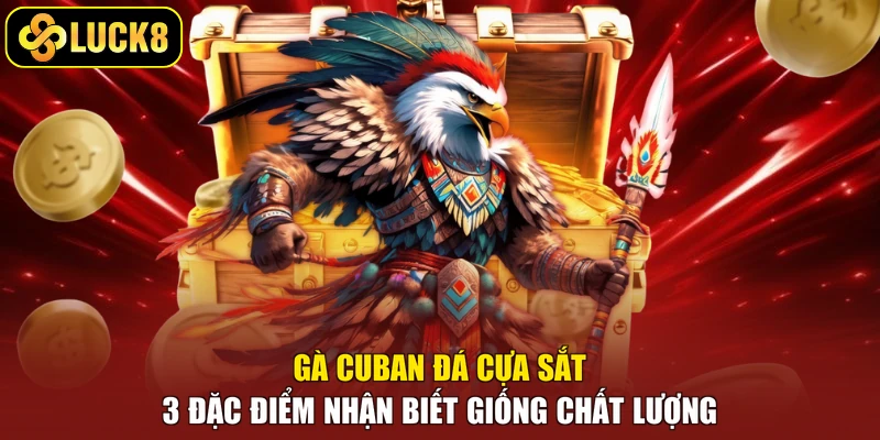 Gà Cuban Đá Cựa Sắt - 3 Đặc Điểm Nhận Biết Giống Chất Lượng